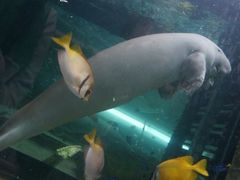 -悉尼海洋生物水族馆