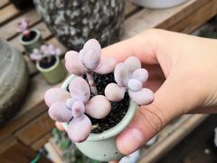 -桂林市花鸟市场