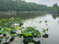-昆山城市生态森林公园