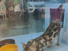 -FAELING PETS美天灵宠物(合生汇店)
