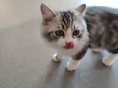 -飞行喵MR PILOT|猫舍·猫咖(静安大融城店)