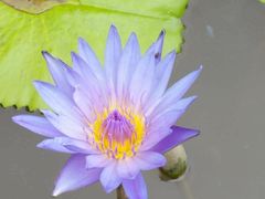 -湄公河秘制烤鱼(西双十贰城商业中心店)