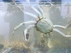 -阳澄湖大闸蟹·琼灵阁牌品牌连锁(吴中总店)