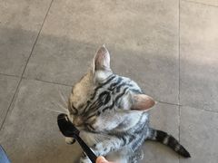 -飞行喵MR PILOT|猫舍·猫咖(静安大融城店)