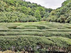 -大屏嶂森林公园