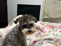 -乖乖宠物医院·猫科·骨科·24小时(云岗分院)