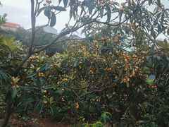 -桃源山庄·水蜜桃采摘·柴火鸡·烧烤团建(龙泉山店)