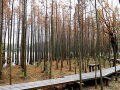 -昆山城市生态森林公园