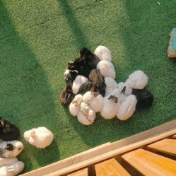 -萌宠亲子动物乐园(槐房万达店)