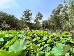 -莲花池公园