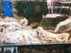 -范饭椰林川湘味海鲜·椰子鸡(三亚湾椰梦长廊店)