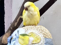 -深圳鸟咖鹦花岛