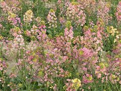 -中国天府农业博览园