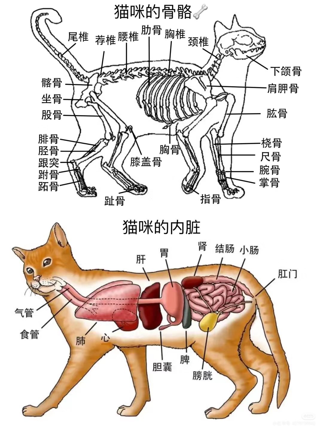 猫咪身体器官结构图图片