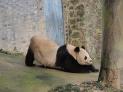 -都江堰中华大熊猫苑