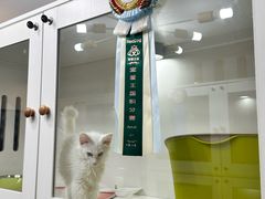 -青奢宠物·青奢猫舍