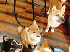 -豆柴町-柴犬主题狗咖(红鼎国际C座店)