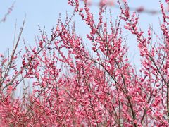 -花开海上生态园