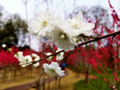 -上海市龙华烈士陵园