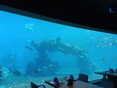 -海棠湾洲际-涛·海底餐厅·美人鱼·自助餐·海底隧道