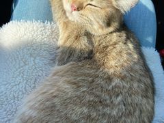 -momokira米努特·德文卷毛猫·棉花面纱犬
