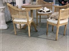 -共舞时光猫咖·狗咖(新街口店)