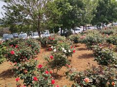 -羊亭河湿地公园