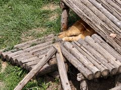 -青藏高原野生动物园