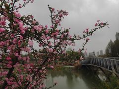 -映月湖中央公园