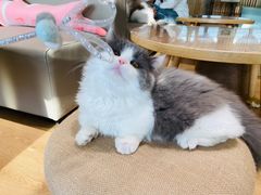 -猫腻·猫咖·撸猫馆(星光大道店)