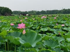 -荷塘月色湿地公园·向阳花洲