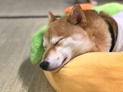 -逗柴咖啡屋·狗咖猫咖宠物桌游