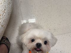 -帕帕拉兹宠物(亚洲旗舰店)