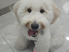 -安安宠医宠物医院·异宠·犬猫内科(岳阳分院)