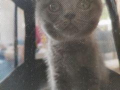 -爱妮康宠物医院·干细胞免疫细胞·肿瘤·心脏(张江店)