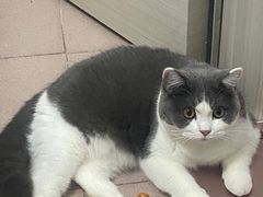 -爱洗澡的猫(天河路店)