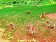 -海南热带野生动植物园