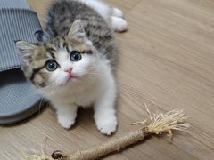 -momokira米努特·德文卷毛猫·棉花面纱犬