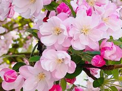 -海棠花溪(元大都城垣遗址公园)