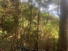 -梧桐山风景名胜区