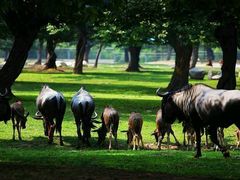 -西安秦岭野生动物园