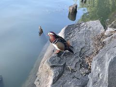 -皇家御河游(紫御湾码头)