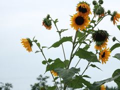 -紫颐香薰山谷景区