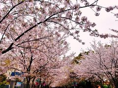 -高东镇樱花园