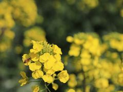 -桑洲油菜花景区