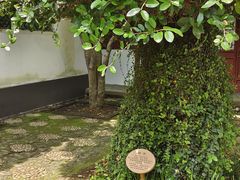 -上海醉白池公园