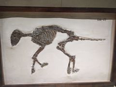 -安徽省地质博物馆