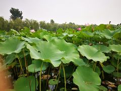-素心小筑(后沙裕镇店)