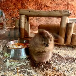 点击看大图 -酷嗒动物文化乐园(cutezoo西溪乐天城店)