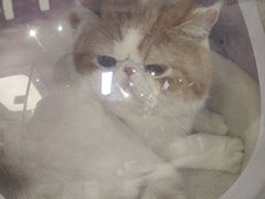 -FAELING PETS美天灵宠物(富力广场店)